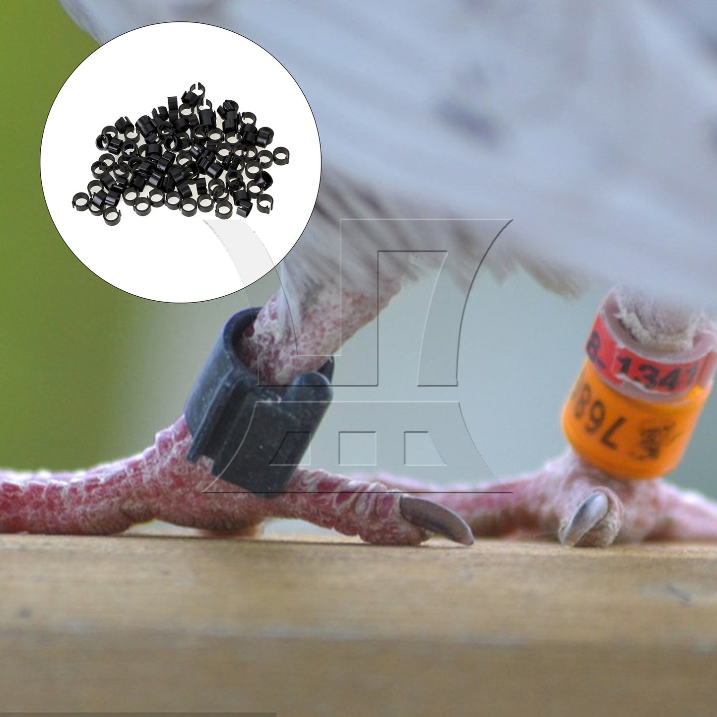 BQLZR 100pcs Black Chicken Pigeon Leg Band Poultry Dove Bird Parrot Clip Ring 8mm