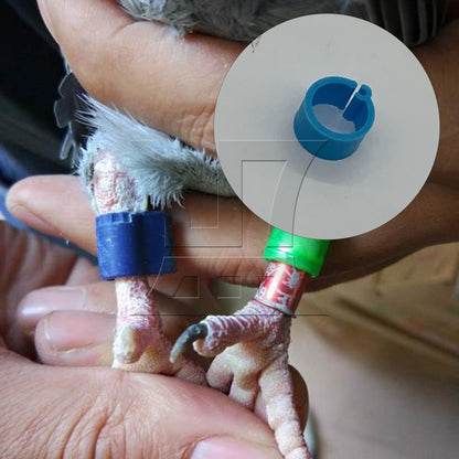 BQLZR 1pc Pigeon Leg Ring 8mm Blue Carrier Pigeon Foot Ring